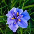 Iris Flower - 100 Seeds