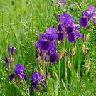 Iris Laevigata Water Iris Kakitsubata Aqua Flower - 20 Seeds