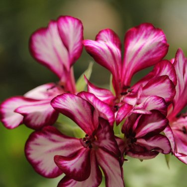Ivy Geranium Vagabond - 10 Seeds