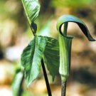 Jack in The Pulpit Seeds Stunning in Your Shady Woodland Garden Easy - 30 Seeds