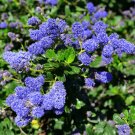 Japanese Lilac Plant indor Plants Lilac Clove Flower Potted Plant - 100 Seeds