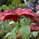 Justicia Brandegeana Bonsai DIY Home Garden Potted Or Yard Flower Plant - 100 Se
