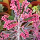Kalanchoe sementes Seeds Succulent Bonsai - 50 Seeds