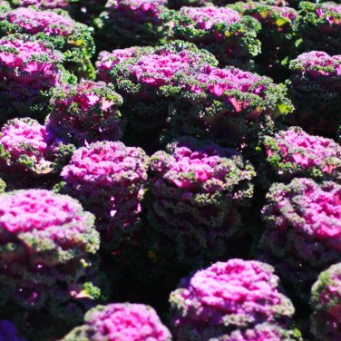 Kale Flowering Ornamental Cabbage Flower -  100 Seeds