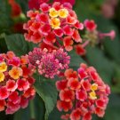 Lantana camara flower - 100 Seeds