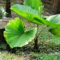 Licuala grandis Palm Tropical Evergreen Fan-Shaped - 10 Seeds