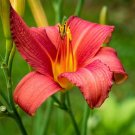 Lilium Brownii Heirloom Lily Perennial Flower - 100 Seeds