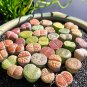 Lithops Mixed 10 Types of Living Stones - 10 Seeds