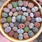 Lithops Mixed 10 Types of Living Stones - 10 Seeds