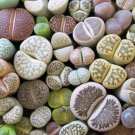 Lithops Mixed 1000 - Seeds