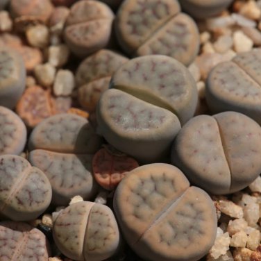 Lithops schwantesii - Seeds