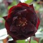 Louis Xiv Rose Perennials - 200 Seeds