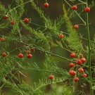 Lucid Asparagus Chinese Herbs - 6 Seeds