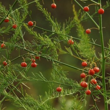 Lucid Asparagus Chinese Herbs - 6 Seeds