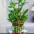Lucky Bamboo Bonsai Small Potted Plants - 50 Seeds