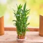 Lucky Bamboo Bonsai Small Potted Plants - 50 Seeds