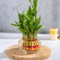 Lucky Bamboo Bonsai Small Potted Plants - 50 Seeds