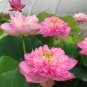 Luoyang Peonies Lotus Pink Nelumbo Nucifera DIY - 1 Seeds