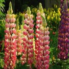 Lupine Bonsai Plants for Home Garden Easy to Grow - 200 Seeds