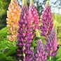 Lupine Perennial Flowers - 15 Seeds
