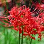 Lycoris Species of Fresh Bulbs Garden Plants Potted  - 10 Seeds