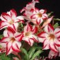 Lyin eyes' Colorful Adenium Desert Rose - 2 Seeds