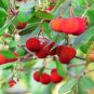 Madrone Killarney Waxberry Tree Arbutus Unedo - 5 Seeds