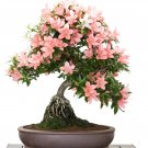 Bonsai Rhododendron Flower Easy to Grow Azalea Bonsai Family & Garden Flower - 1