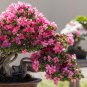 Bonsai Rhododendron Flower Easy to Grow Azalea Bonsai Family & Garden Flower - 1