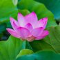 'Bride' Red Lotus Flower Water Lily Flower Aquatic Plants  - 1 Seeds