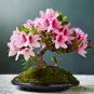 Bonsai Rhododendron Flower Easy to Grow Azalea Bonsai Family & Garden - 100 Seed