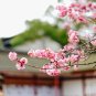 Bonsai Pinkish Red Japanese Sakura Cherry Blossoms Flower - 20 Seeds