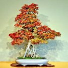 Bonsai Trident Maple  - 20 Seeds