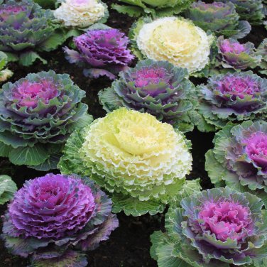 Brassica Oleracea Heirloom Mixed Ornamental Kale - 30 Seeds