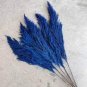Bulish Black Pampas Grass - 400 Seeds