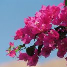 Bougainvillea - 50 Seeds