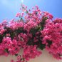 Bougainvillea - 50 Seeds
