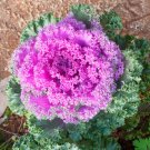 Brassica Oleracea Red White Ornamental Kale Mixed - 50 Seeds
