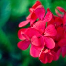 Bonsai Mixed 16 Types of Geranium - 100 Seeds