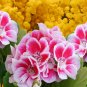 Bonsai Mixed 16 Types of Geranium - 100 Seeds