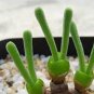 Bonsai Monilaria Obconica Bunny Bonsai Succulents Bonsai Rabbit Shape - 100 Seed
