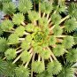 Bonsai Oxalis versicolor Flowers Bonsai Flower - 200 Seeds