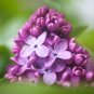 Bonsai Lilac Flower Syringa Vulgaris Sensation Bonsai Lilac Flower - 200 Seeds