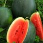 Big Black Skin Red Seedless Watermelon Organic - 20 Seeds