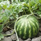 Big Green Skin Red Round Watermlon Organic - 6 Seeds