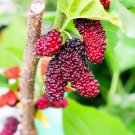 Big Long Mulberry Fruit Tree - 50 Seeds