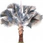 Bismarckia nobilis Silver palm - 10 seeds