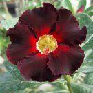 'Black Fire' Adenium Obesum - 2 Seeds
