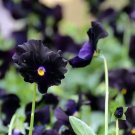 Black Pansy - 30 Seeds