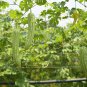 Black Wax Gourd -Best Garden Plants Vegetable - 8 Seeds